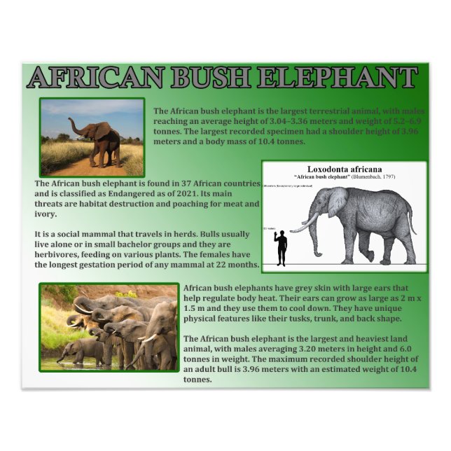 African Bush Elephant Fotodruck (Vorne)