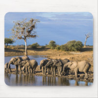 African Bush Elephant (Loxodonta Africana) Herd