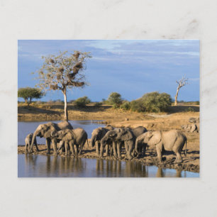 African Bush Elephant (Loxodonta Africana) Herd Postkarte