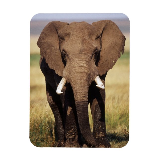 African Bush Elephant Magnet (Vertikal)