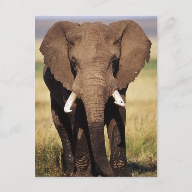 African Bush Elephant Postkarte (Vorderseite)