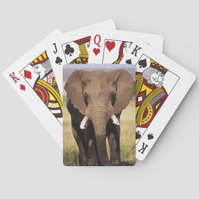 African Bush Elephant Spielkarten (Rückseite)