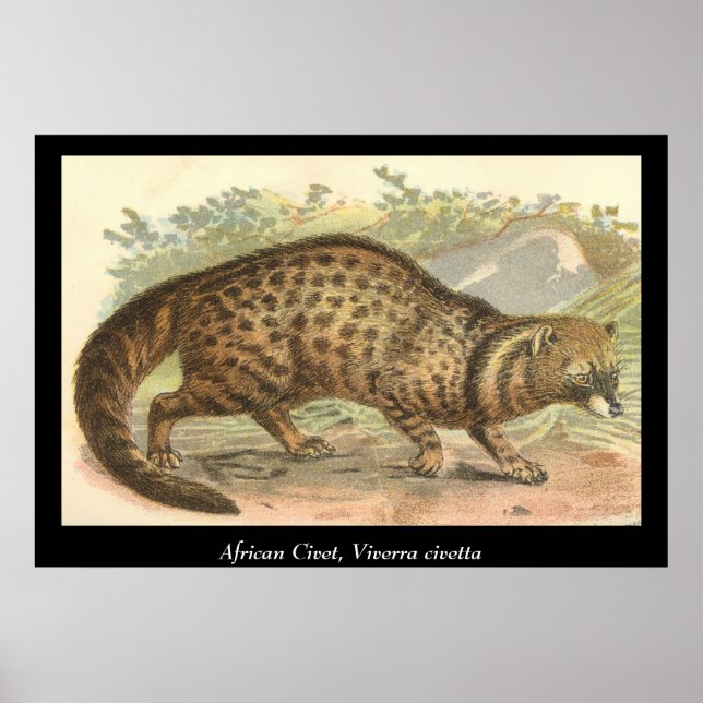 African Civet Poster (Vorne)