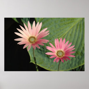 African Daisies Bute Park, Cardiff, Wales Poster