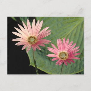 African Daisies Bute Park, Cardiff, Wales Postkarte