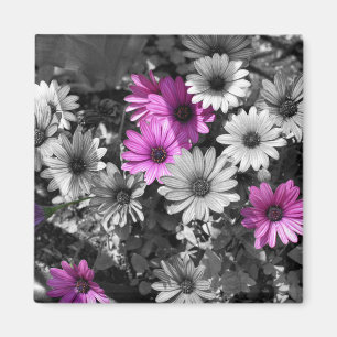 African Daisies BW Floral Magnet