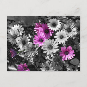 African Daisies BW Floral Postcard Postkarte