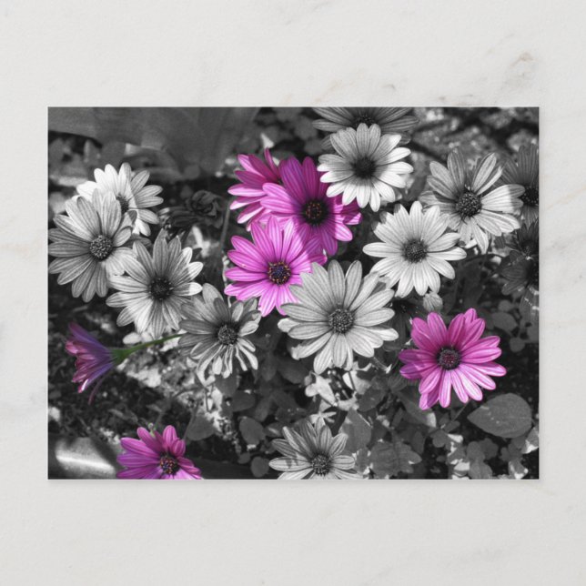African Daisies BW Floral Postcard Postkarte (Vorderseite)