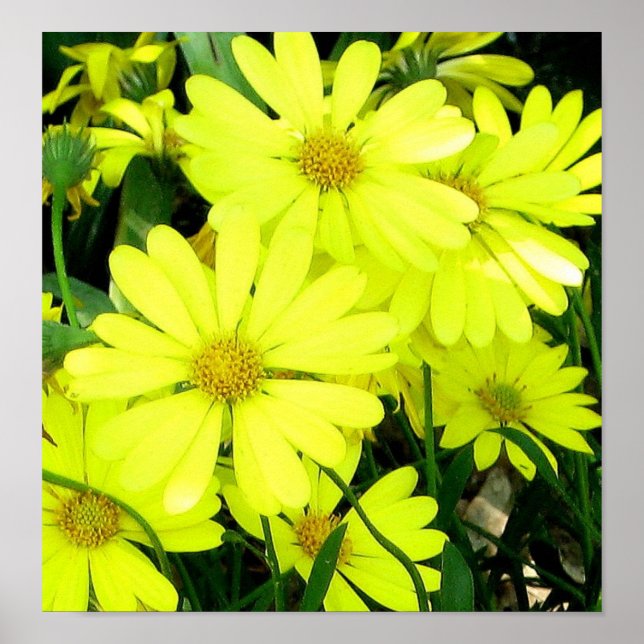 African Daisies Print Poster (Vorne)