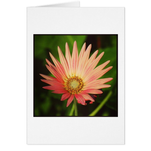 African Daisy (Vorne)