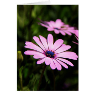 African Daisy