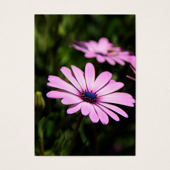 African Daisy (Vorderseite)