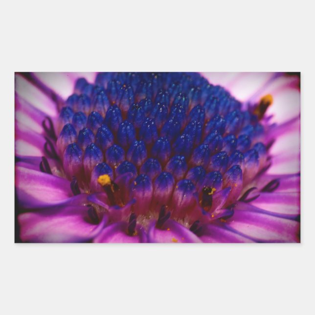 African Daisy Blossom Rectangle Sticker (Vorderseite)