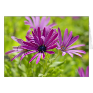 African Daisy Blume Card