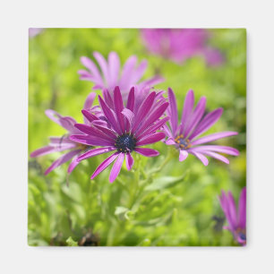 African Daisy Blume Magnet