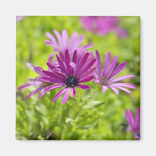 African Daisy Blume Magnet (Vorne)