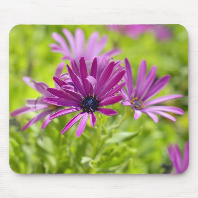 African Daisy Blume Mousepad (Vorne)