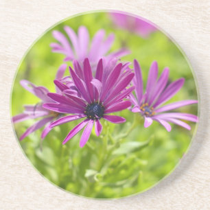 African Daisy Blume Untersetzer