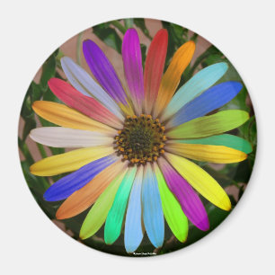 African Daisy Colorful-Magnet Magnet
