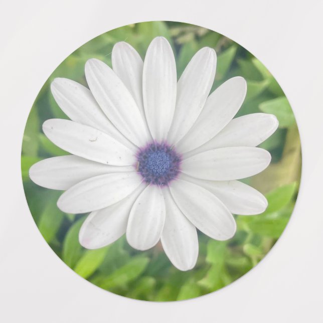 African Daisy Etiketten (Design 2)