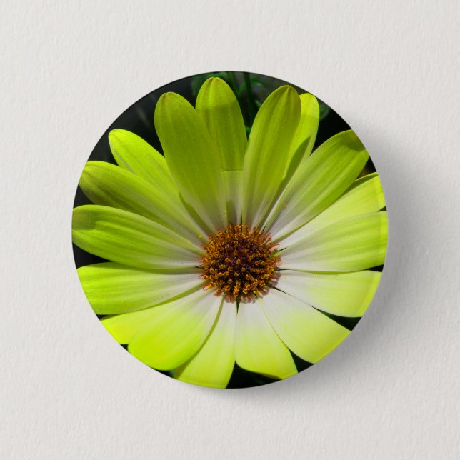 African Daisy Fluorescent Yellow Button (Vorderseite)