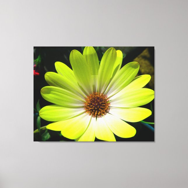 African Daisy Fluorescent Yellow Canvas Print Leinwanddruck (Vorderseite)