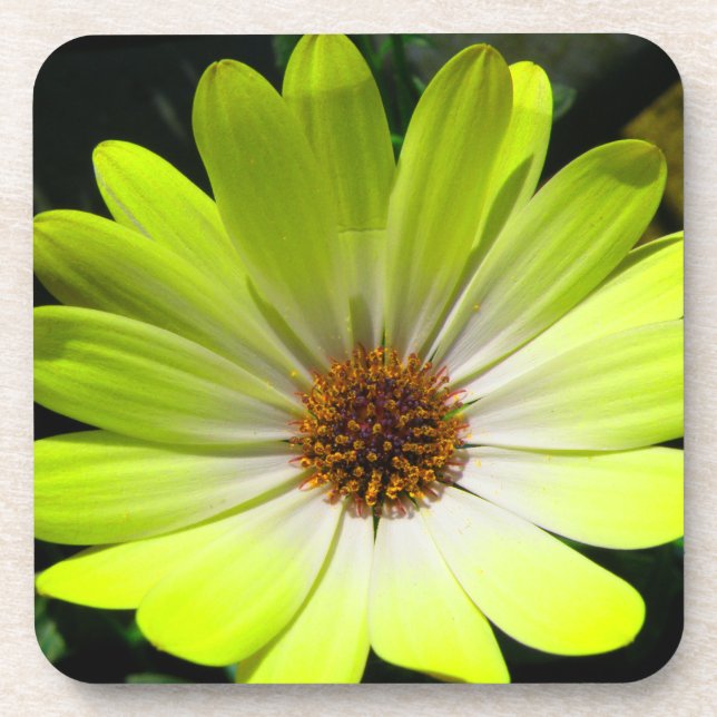 African Daisy Fluorescent Yellow Cork Untersetzer (Vorderseite)