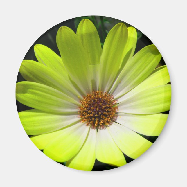 African Daisy Fluorescent Yellow Magnet (Vorne)