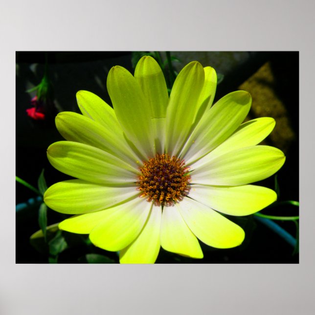African Daisy Fluorescent Yellow Print Poster (Vorne)