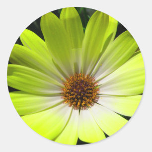African Daisy Fluorescent Yellow Sticker