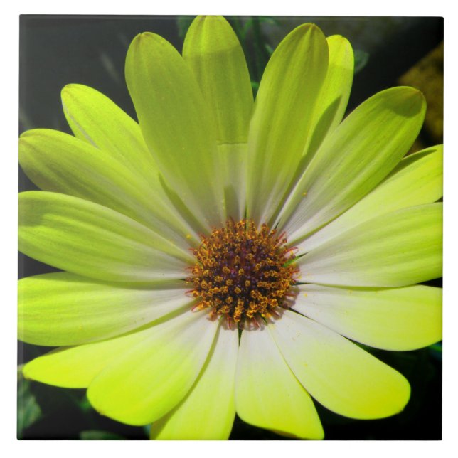 African Daisy Fluorescent Yellow Tile Fliese (Vorderseite)