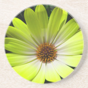 African Daisy Fluorescent Yellow Untersetzer