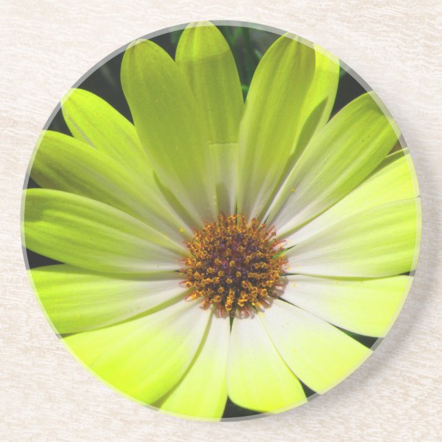 African Daisy Fluorescent Yellow Untersetzer (Vorne)