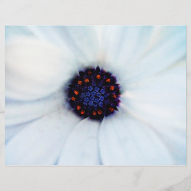 African Daisy Flyer (Vorne)