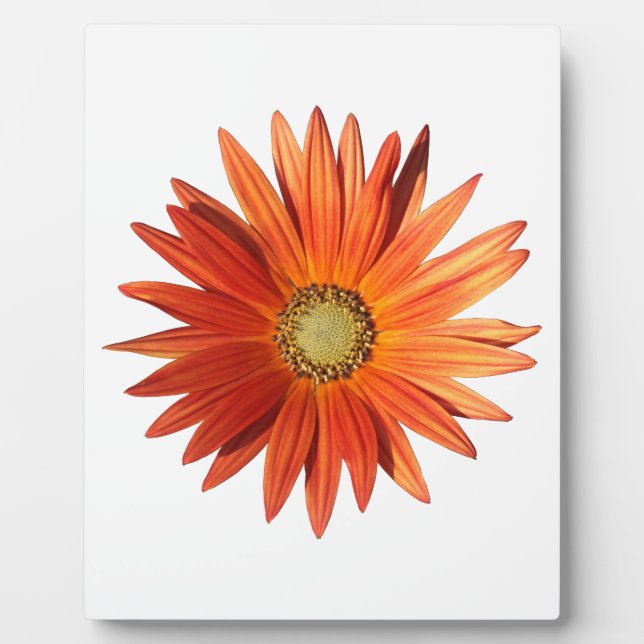African Daisy Fotoplatte (Vorderseite)