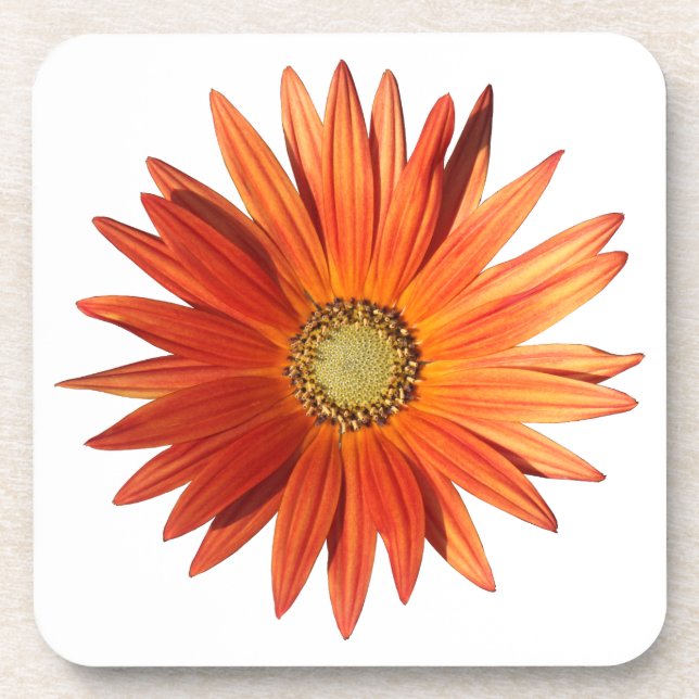 African Daisy Getränkeuntersetzer (Vorderseite)