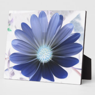 African Daisy Glowing Blue Plaque Fotoplatte