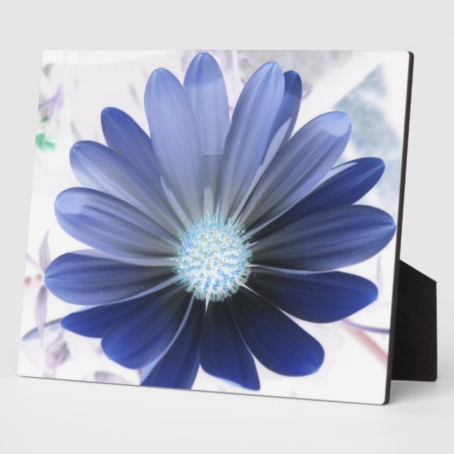 African Daisy Glows Blue Plaque Fotoplatte (Seite)