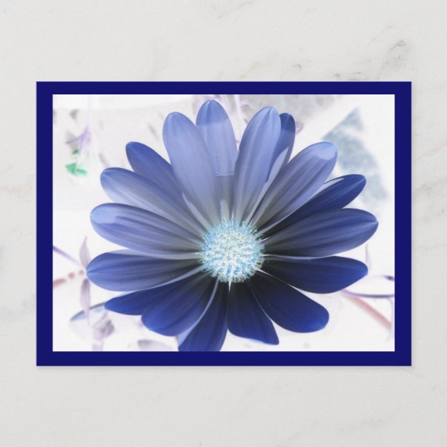 African Daisy Glows Blue Postcard Postkarte (Vorderseite)