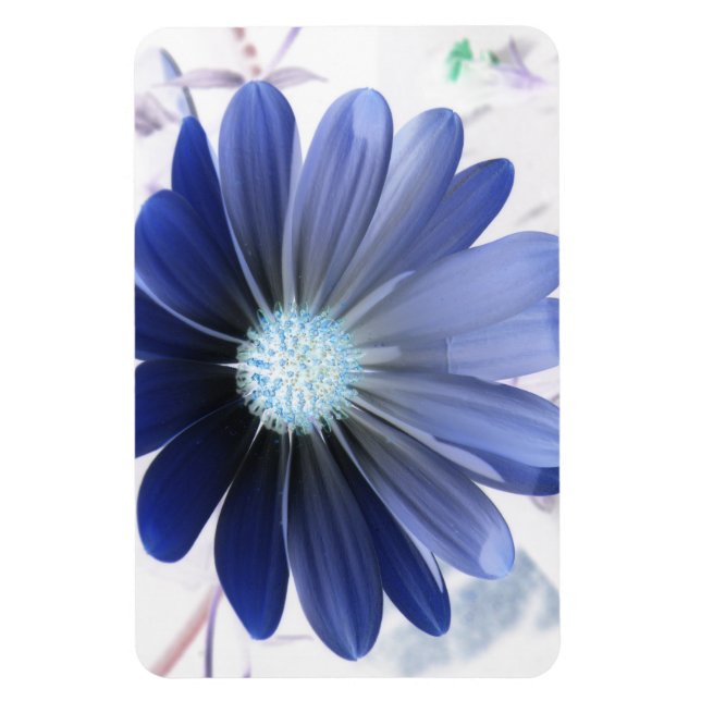 African Daisy Glows Blue Premium Magnet (Vertikal)
