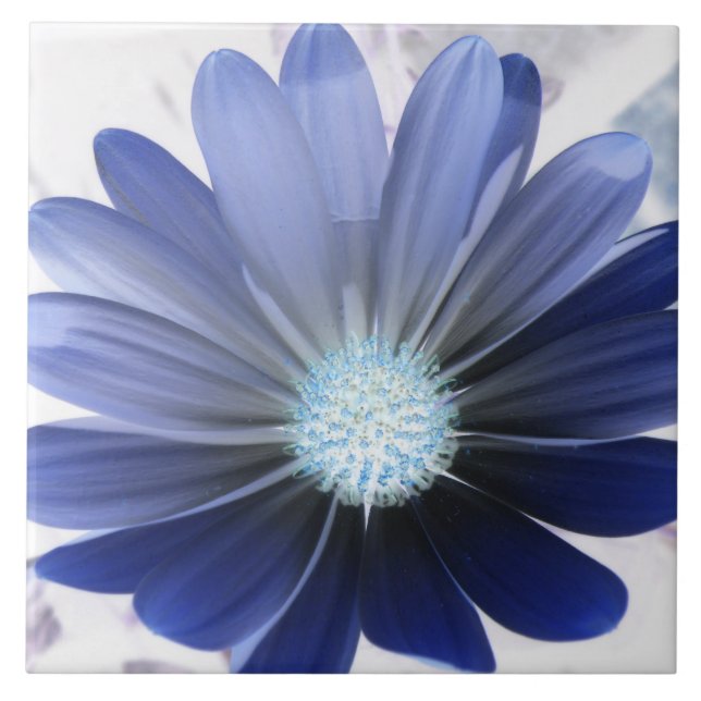 African Daisy Glows Blue Tile Fliese (Vorderseite)