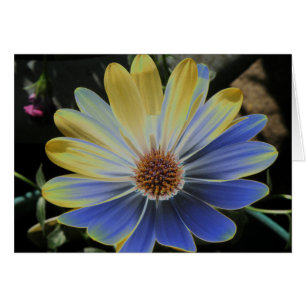 African Daisy Lapis and Gold Grußkarte