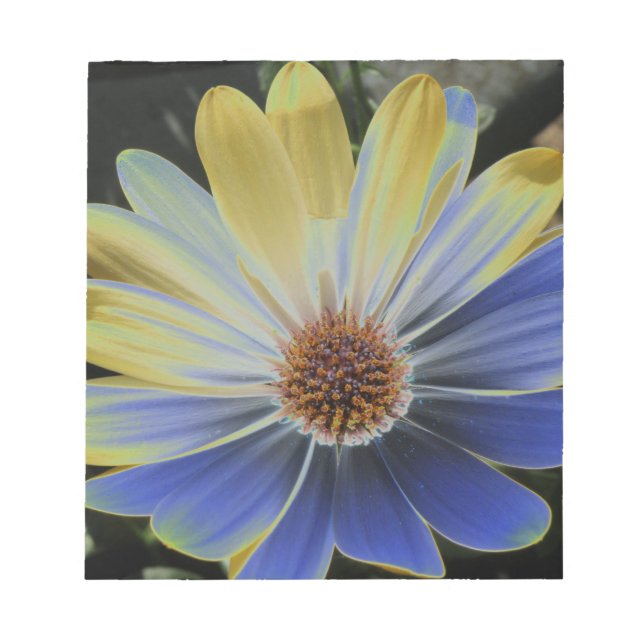 African Daisy Lapis und Gold Notepad Notizblock (Vorderseite)