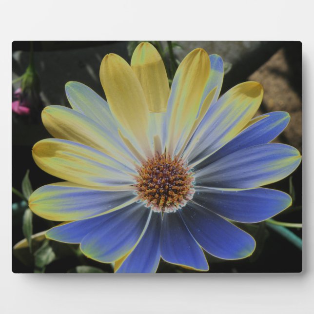 African Daisy Lapis und Gold Plaque Fotoplatte (Vorderseite)