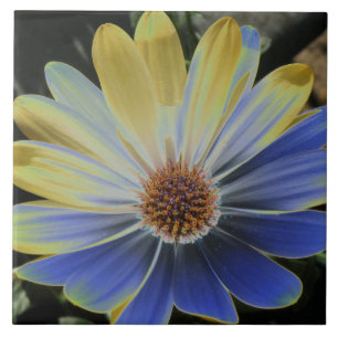 African Daisy Lapis und Gold Tile Fliese