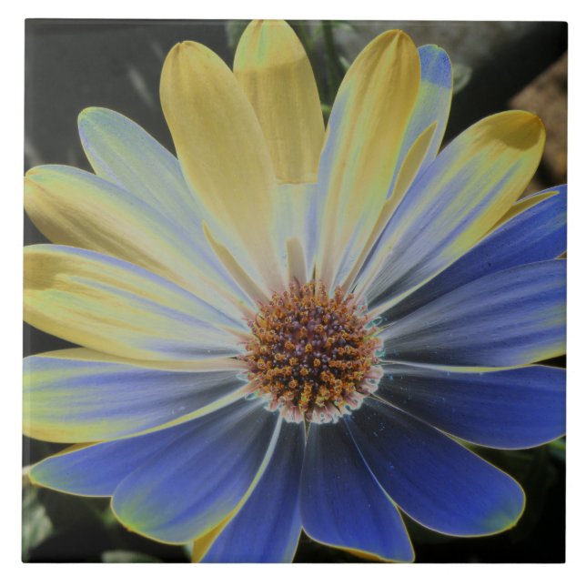 African Daisy Lapis und Gold Tile Fliese (Vorderseite)