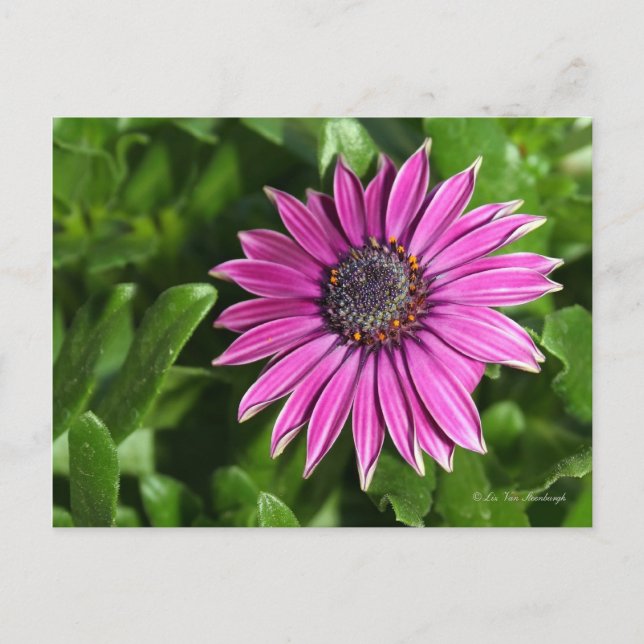 African Daisy Postcard Postkarte (Vorderseite)
