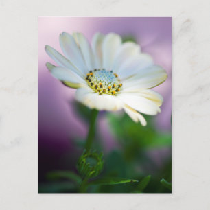 African Daisy Postcard Postkarte