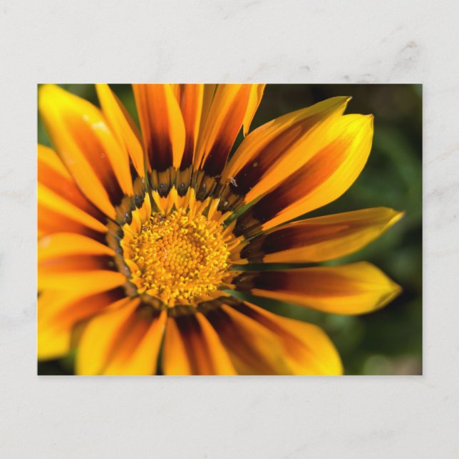 African Daisy Postcard Postkarte (Vorderseite)