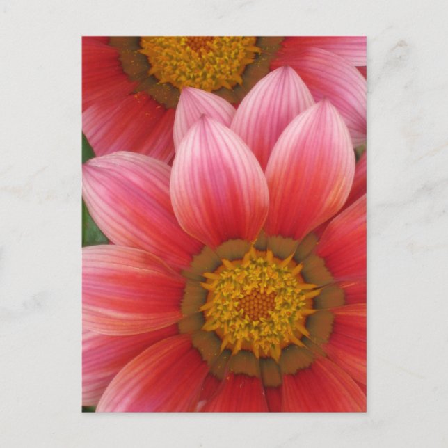 African Daisy Postkarte (Vorderseite)